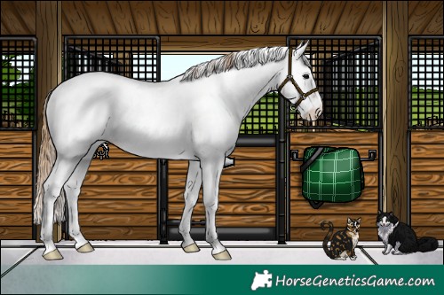 Horse Color:White Spotted Buckskin Onyx Tobiano Appaloosa