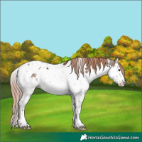 Horse Color:Liver Chestnut Splash Tobiano Appaloosa