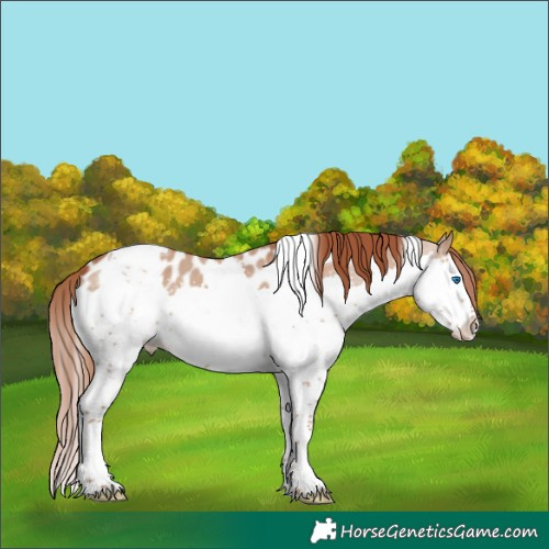 Horse Color:Red Dun Splash Tobiano Appaloosa 