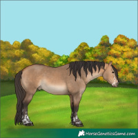 Horse Color:Bay Dun  and Bay Dun 