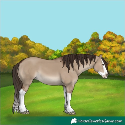 Horse Color:Liver Red Dun Splash 