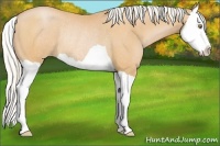 Horse Color:Silver Bay Pearl Splash Rabicano 