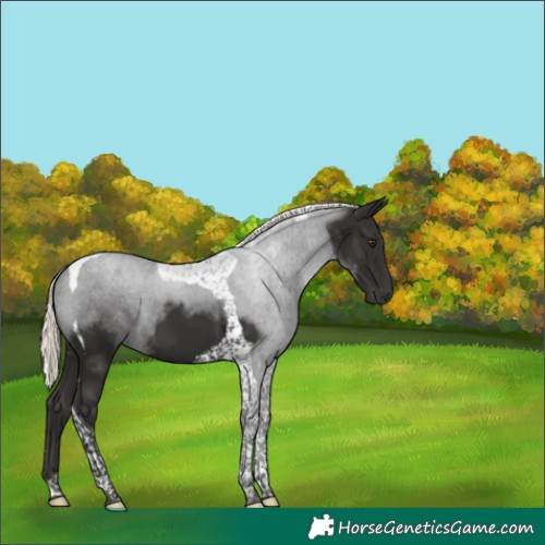 Horse Color:Liver Chestnut Mushroom Tobiano 