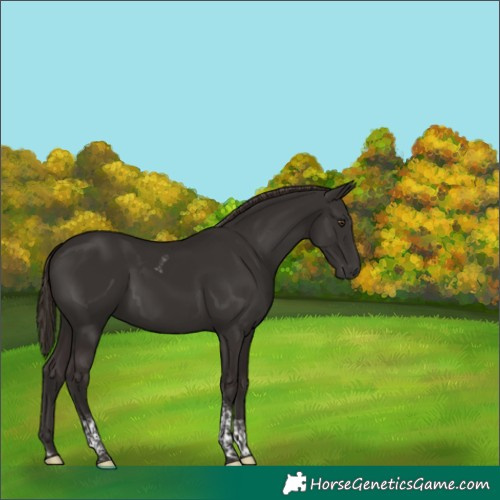 Horse Color:Liver Chestnut Tobiano 