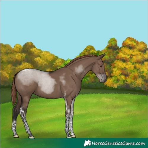 Horse Color:Liver Red Dun Tobiano 