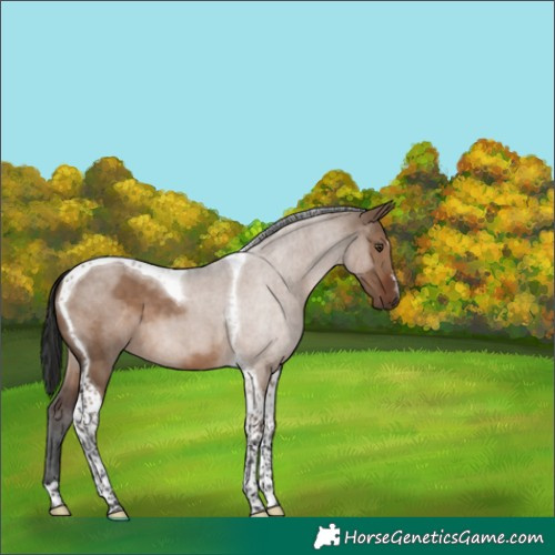 Horse Color:Liver Red Dun Tobiano 