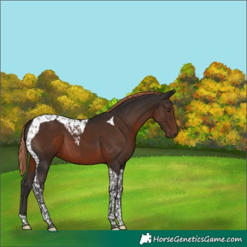 Horse Color:Liver Chestnut Tobiano 
