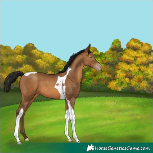 Horse Color:Gray Amber Champagne Tobiano 