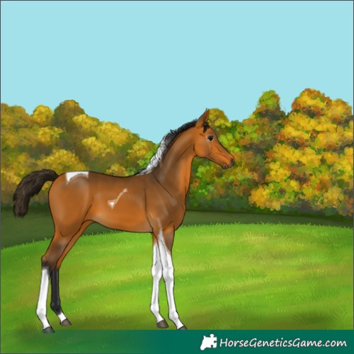 Horse Color:Gray Buckskin Tobiano 