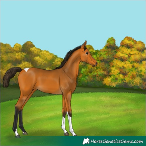 Horse Color:Gray Buckskin Tobiano