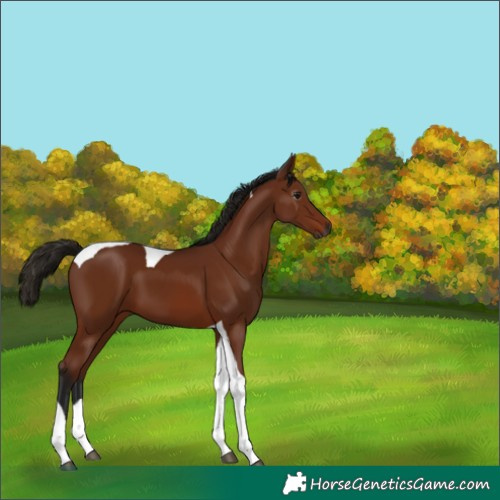 Horse Color:Gray Bay Tobiano 