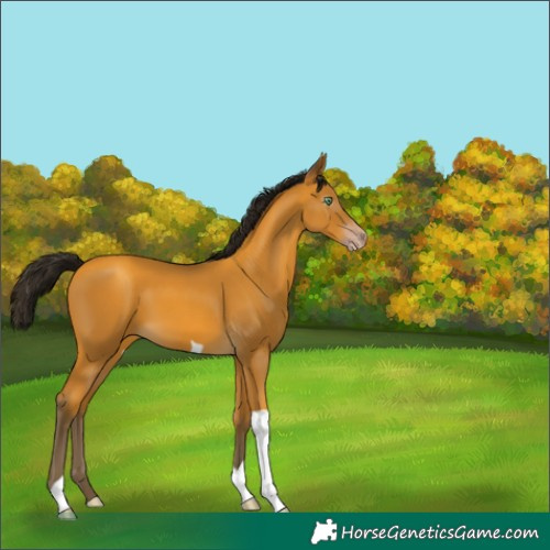 Horse Color:Gray Amber Cream Champagne Tobiano 