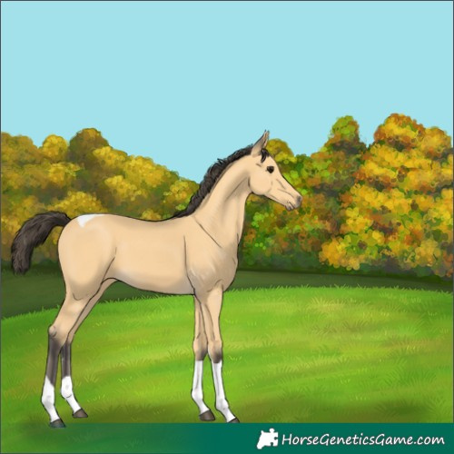 Horse Color:Buckskin Tobiano 