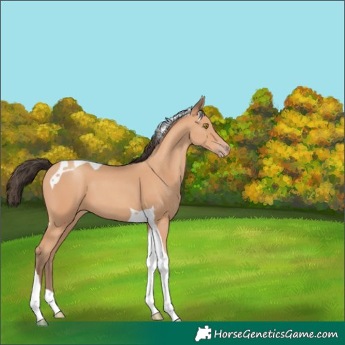 Horse Color:Amber Champagne Tobiano 