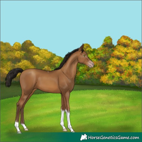 Horse Color:Gray Amber Champagne Tobiano 