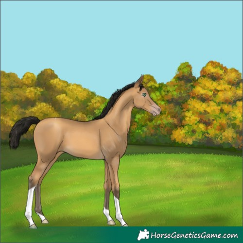 Horse Color:Gray Amber Cream Champagne Tobiano