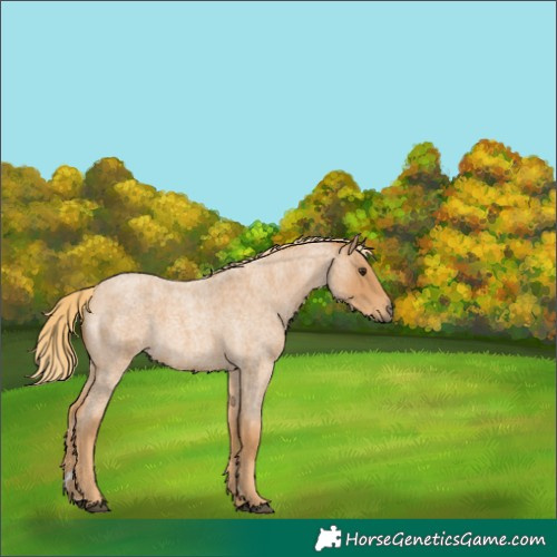 Horse Color:Red Roan