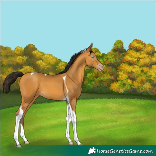 Horse Color:Gray Amber Cream Champagne Tobiano 