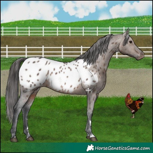 Horse Color:Brown Dun Mushroom Near Leopard 
