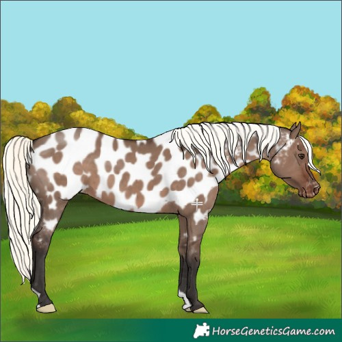Horse Color:Liver Red Dun Mushroom Appaloosa 