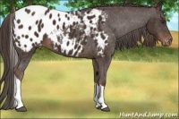Horse Color:Liver Chestnut Tobiano Appaloosa