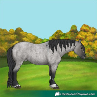 Horse Color:Grullo Roan 