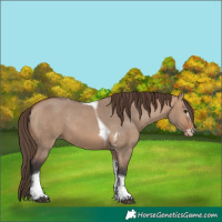 Horse Color:Bay Dun Sabino Tobiano Appaloosa