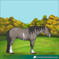 Horse Color:Grullo Sabino 