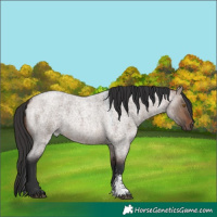 Horse Color:Brown Roan Dun Sabino