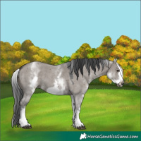 Horse Color:White Spotted Grullo Sabino Frame 