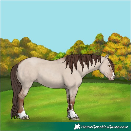 Horse Color:Classic Champagne Dun