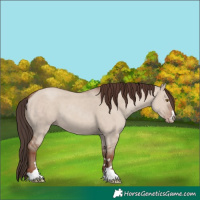 Horse Color:Classic Champagne Dun 