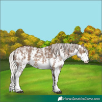 Horse Color:Silver Brown Dun Sabino 