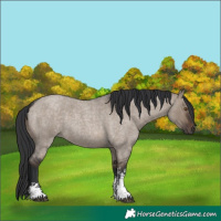 Horse Color:Brown Roan Dun Sabino 