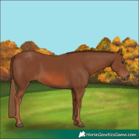 Horse Color:Chestnut Rabicano 