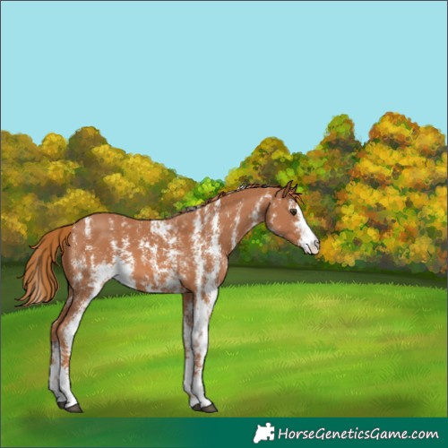 Horse Color:Chestnut Sabino 