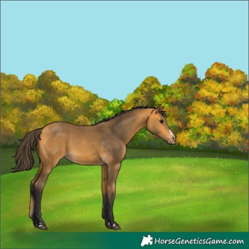 Horse Color:Buckskin