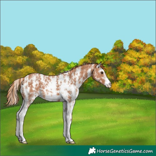 Horse Color:Chestnut Sabino