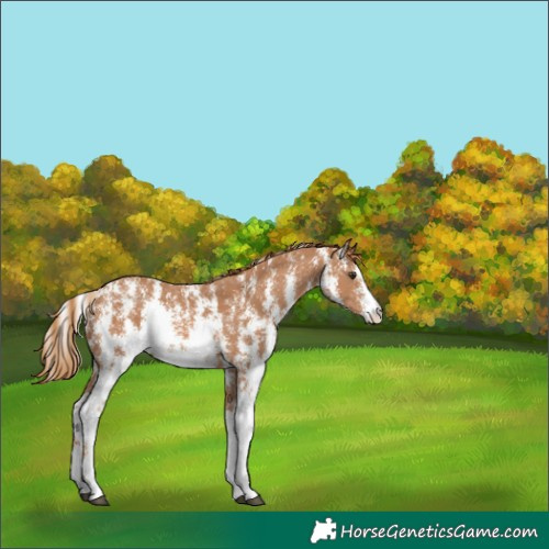 Horse Color:Chestnut Sabino