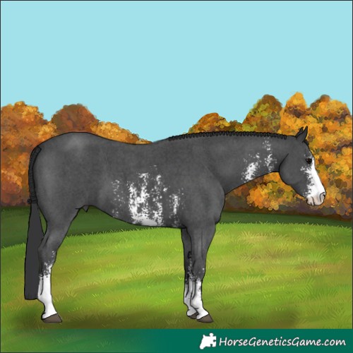 Horse Color:Black Sabino