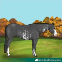 Horse Color:Black Sabino 