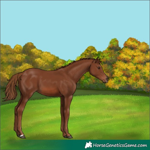 Horse Color:Chestnut 
