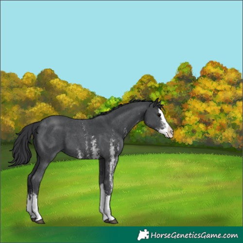 Horse Color:Black Sabino Splash