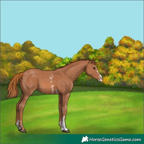 Horse Color:Chestnut Sabino 