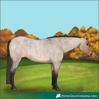 Horse Color:Bay Roan Dun