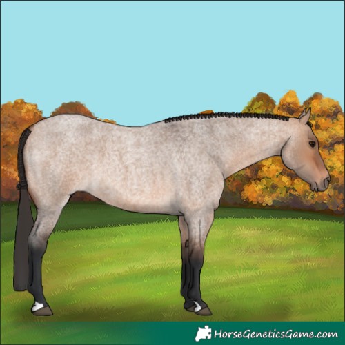 Horse Color:Bay Roan Dun