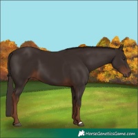 Horse Color:Liver Chestnut 