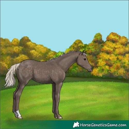 Horse Color:Silver Black