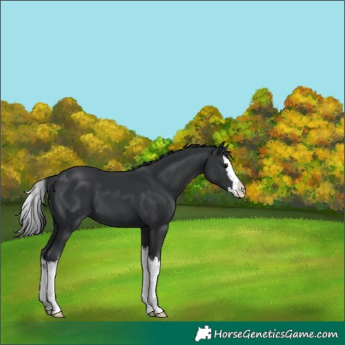 Horse Color:Black Splash
