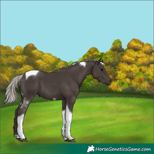 Horse Color:Silver Black Tobiano 